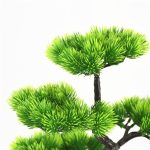 plante bonsaï zen décoration